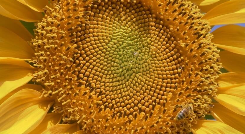 Close up view of a sunflower
