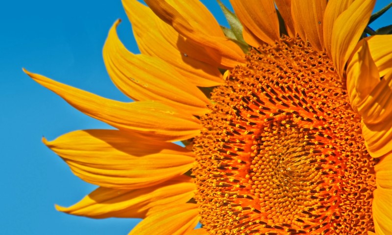 Close up view of a sunflower